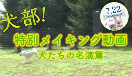 映画『犬部！』メイキング～犬たちの名演篇～【7月22日(木・祝)公開！】