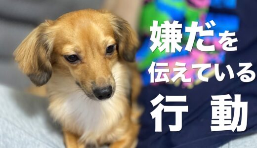 犬が嫌だを伝えている行動【犬 嫌だ 不安 サイン 嫌い 行動 意味】