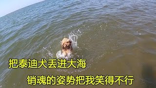 房车停在海边露营，把泰迪犬丢进大海，结果销魂的泳姿把自己呛了【大毛房车游记】