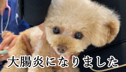 24時間体制の病院に犬を連れていきました【トイプードル】