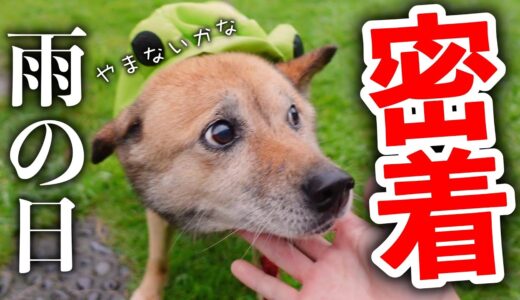 【TikTokで話題】雑種犬コロちゃんの雨の1日に密着してみた