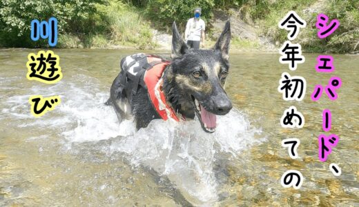 シェパード犬、今年初めての川遊びで大はしゃぎ【German Shepherd】 My Dog Really Had Fun In The River!