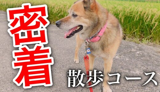 【TikTokで話題】雑種犬コロちゃんのお散歩コースに密着してみた