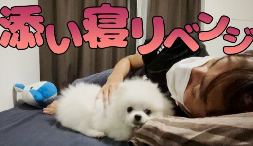 絶対に寝たい飼い主vs絶対に寝ない犬