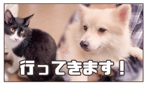 【保護犬&猫預かりvlog】ボクたち、行って来ます！