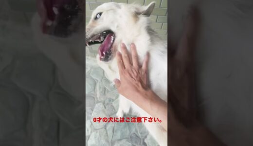 0才犬の度が過ぎる元気にお気をつけ下さい😅👍