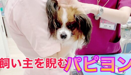 飼い主を睨む パピヨン犬