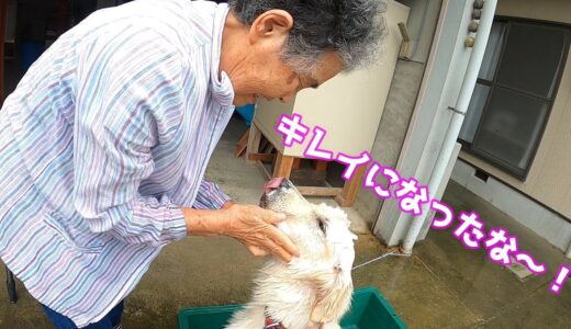 【泥んこ遊び終了】からのばあちゃん強力洗車（犬）始動！！　GoldenRetriever　　ゴールデンレトリーバー