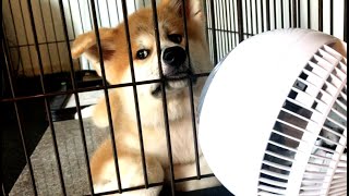 生後100日目の秋田犬