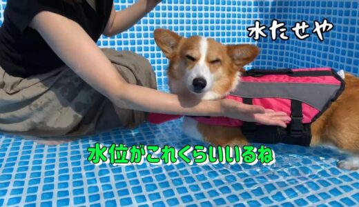 プール？なんか違うけど、いちお涼しくなったコーギー犬