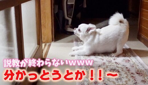 格下ｗを理解しないばあちゃんに怒りが収まらない犬！不毛なマウンティングｗｗｗ