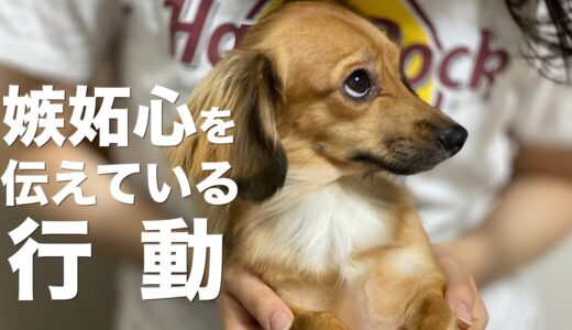 犬が嫉妬している時にする行動【犬 嫉妬 やきもち 行動 意味】