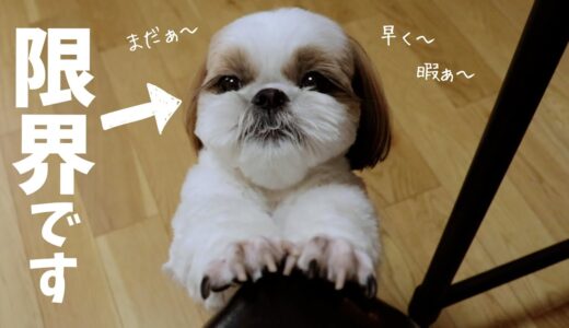 限界です！！暇すぎて退勤を催促するシーズーwww【犬と在宅ワーク】