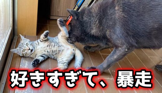 甲斐犬一休、子猫を愛しすぎてやらかす・・・