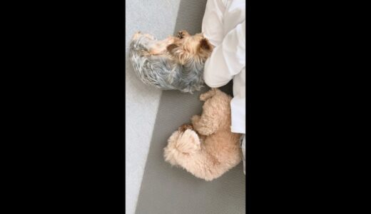 ワクチンの副反応で寝てたら、保護犬と姉犬が添い寝に来てくれた【Day39】