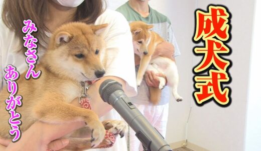 １歳になりました♥ドキドキわくわくの成犬式♪【柴犬】【豆柴】