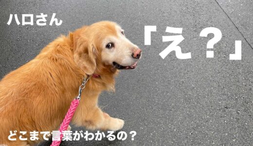 セブン犬ハロさんはどれくらい言葉がわかるんですか？