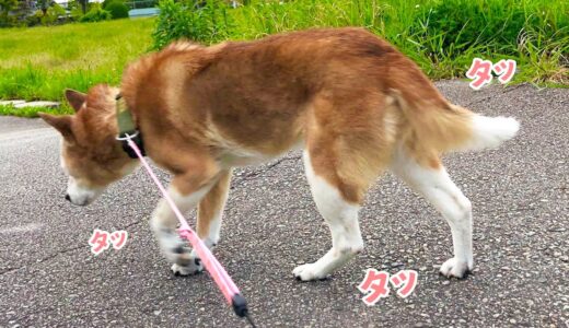 散歩中に全力ダッシュをする超ご長寿犬！