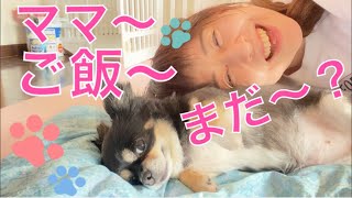 大場久美子【こども達とまったりこんな朝】体調悪い老犬笑美ペースの生活になってきました。