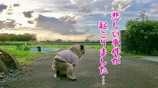 大事件が起こりました…もうムリ… パグ犬ぷぅPug