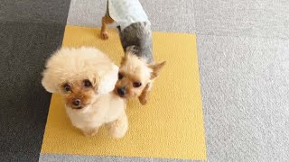 静かに姉犬を追いかける保護犬がかわいい。【Day17】