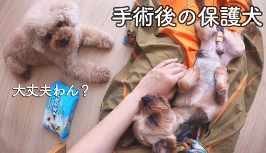 手術後の保護犬を、姉犬が心配しています。【Day11】