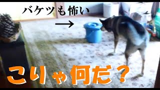 鍋が怖くて おやつどころでは ない犬