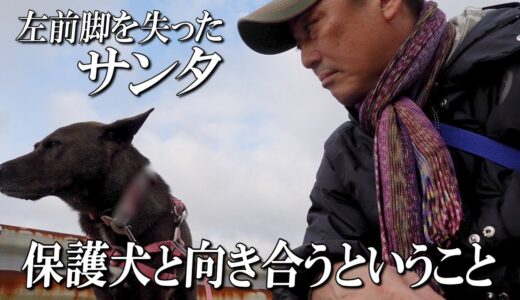 【１２男坊サンタ】左前脚を失ってしまったサンタとともに　〜保護犬と向き合うということ～