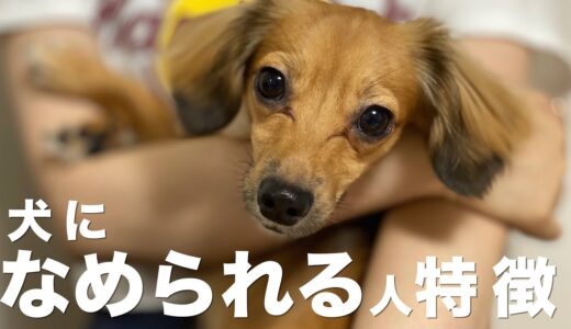 犬になめられる人の特徴【犬 行動 意味 いぬ しつけ】