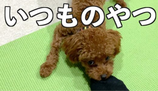 散歩に行きたくてマジ噛みする犬　【トイプードル】