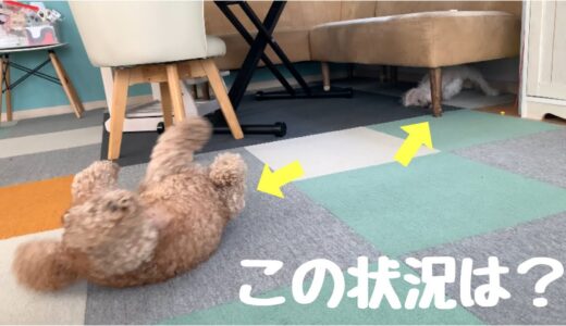 自分もシャンプーをした気になってクネクネする犬 トイプードル/マルプー