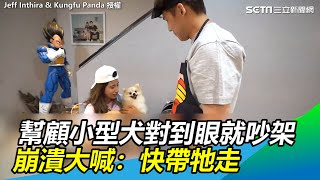 幫友代顧小型犬對到眼就吵架 崩潰大喊：快帶牠走｜三立新聞網 SETN.com