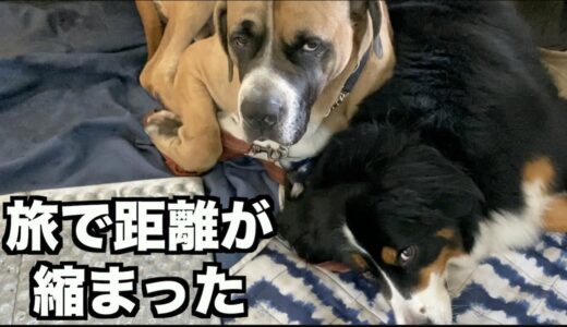 久しぶりの犬友に会いに旅へ