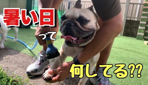 暑くてたまらない日に末っ子犬に密着してみたら・・