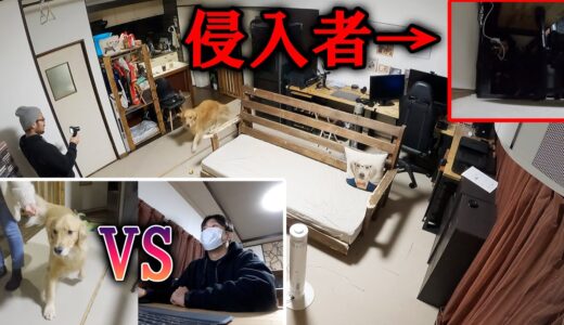 【犬VS人間】先に侵入者を見つけるのはどっち？　【切り抜き】