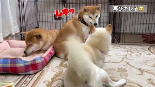 娘犬にキレられたパパ犬の仕返しがおもしろい笑