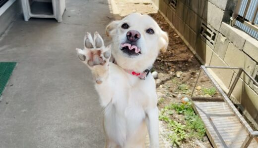 おてぇぇぇ〜する白い犬