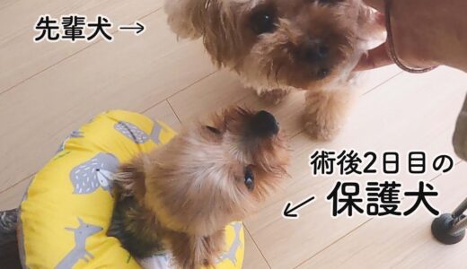 術後の保護犬が、回復して自己主張もできるようになりました。【Day12】