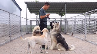 教导狗最好的老师就是主人，“胖胖”就是个典型代表Owner is the BEST dog trainer . Alaska 