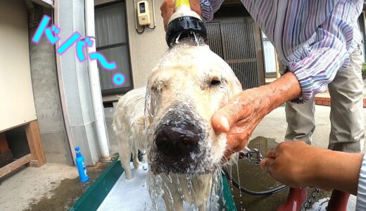 【ド・田舎】ばあちゃんの容赦ない犬の洗い方www。　ゴールデンレトリーバー　GoldenRetriever