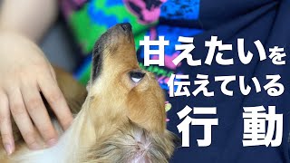 犬が甘えたいを伝えている行動【犬 甘える 甘えん坊 甘え鳴き かわいい 行動 意味】