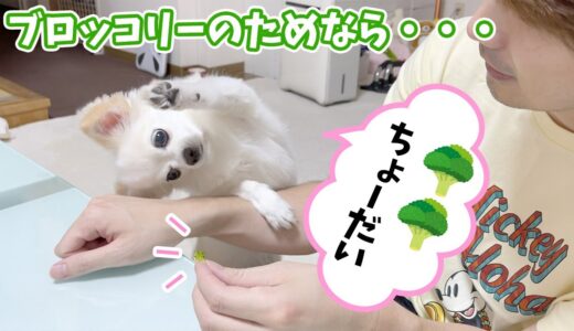 ブロッコリーが好き過ぎてパニックを起こしてしまった犬