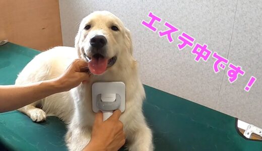 ブラシ掃除機エステで骨抜きになった犬。　ゴールデンレトリーバー　GoldenRetriever