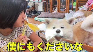 秋田犬そうすけのお願い・お弁当少しくださいな♪【VLOG】