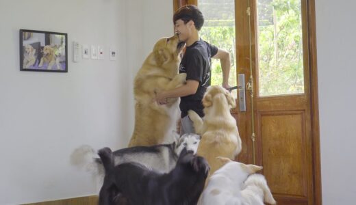 パパが帰宅してテンションMAXで喜びまくるゴールデンレトリバー犬とハスキー犬