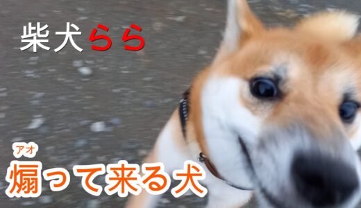 煽って来る犬