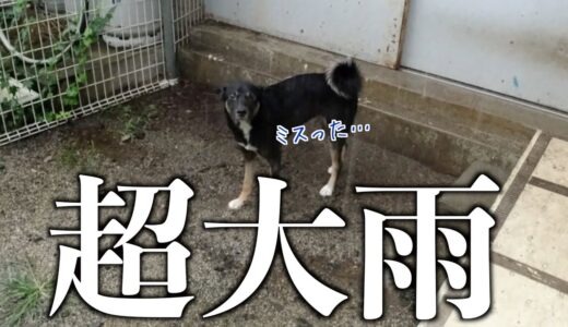 ゲリラ豪雨なのに「散歩に行く」と聞かない元保護犬を外に出してみた結果wwww