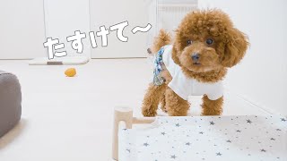 【しゃべる犬】困りすぎて変な声が出ちゃった犬