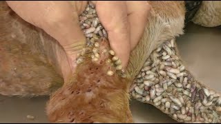 犬からワームを取り除くRemoving mangoworm in dog #27