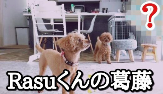 ママのところに行きたいけど、行けない犬😱もどかしい気持ち😣トイプードルのTaruto&Rasuku